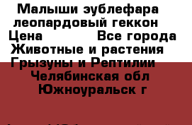 Малыши эублефара ( леопардовый геккон) › Цена ­ 1 500 - Все города Животные и растения » Грызуны и Рептилии   . Челябинская обл.,Южноуральск г.